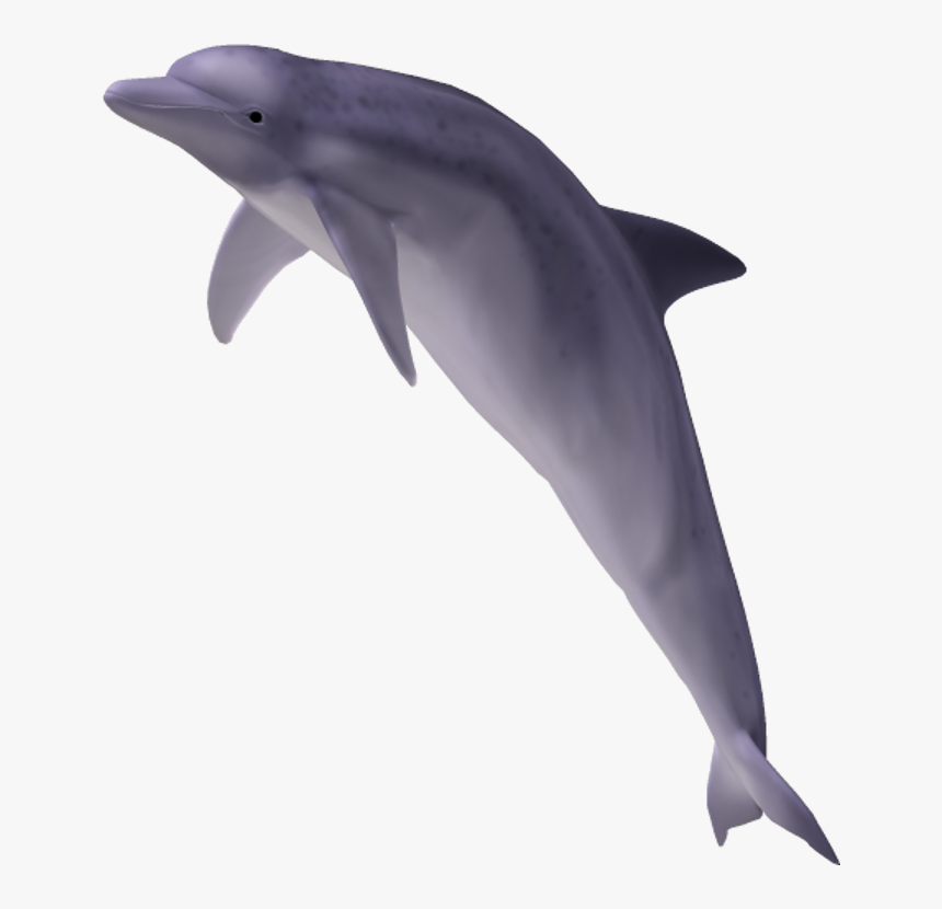 Dolphin With No Background, HD Png Download, Free Download