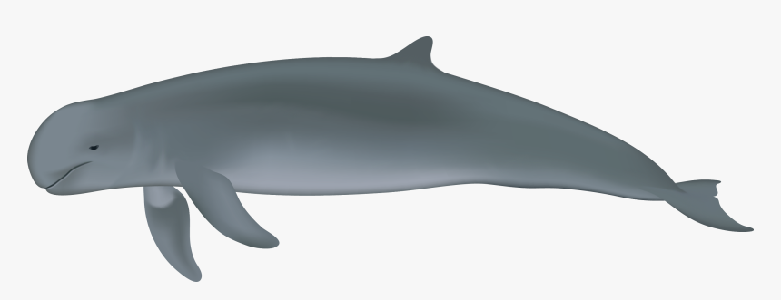 Dolphins Emerge From Water Png - Orcaella Brevirostris, Transparent Png, Free Download