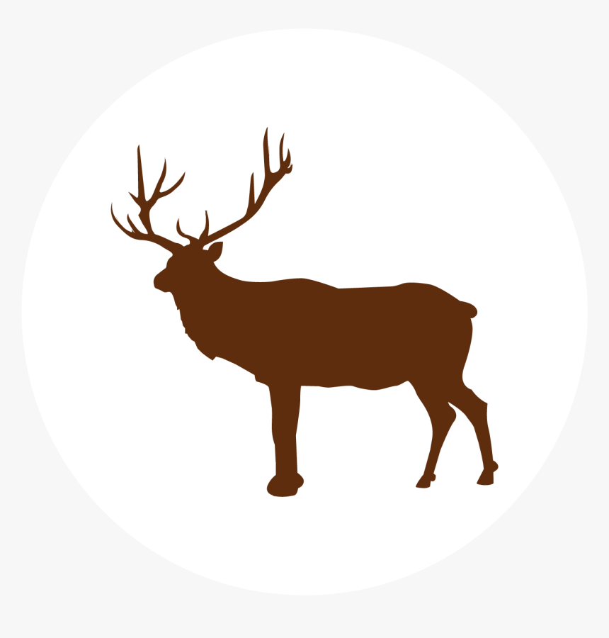 Deer - Elk, HD Png Download, Free Download