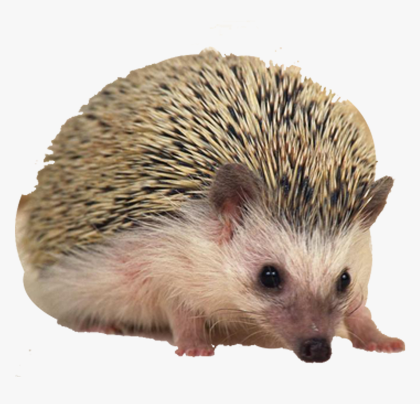 Hedgehog Png Free Download - 刺蝟, Transparent Png, Free Download