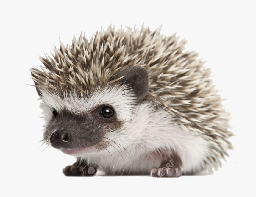 Hedgehog Images Png, Transparent Png, Free Download