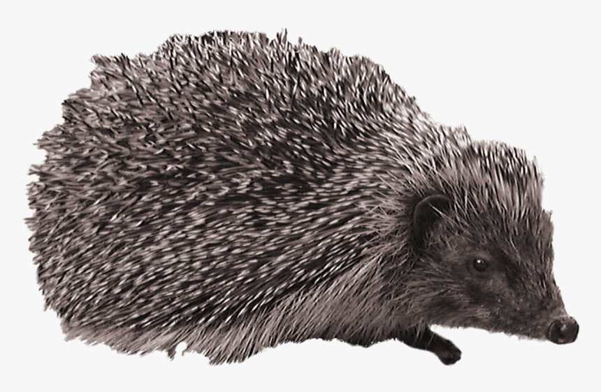 Hedgehog Png - Hedgehog, Transparent Png, Free Download