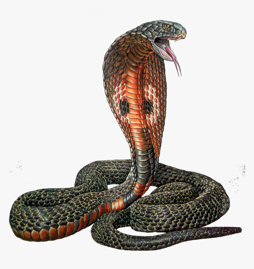 Cobra Png, Transparent Png, Free Download