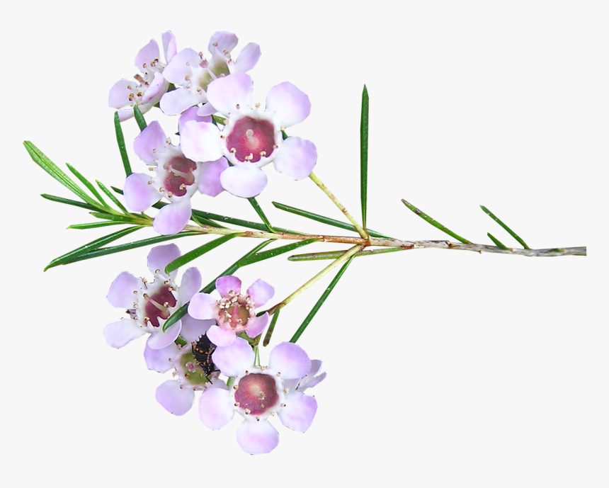 Pink, Wax, Flower, Stem - Wax Flower Transparent, HD Png Download, Free Download