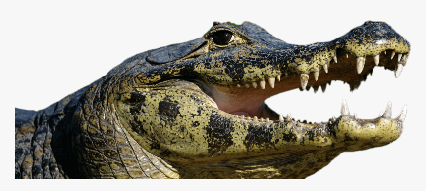 Caiman Open Mouth - Spectacled Caiman, HD Png Download, Free Download