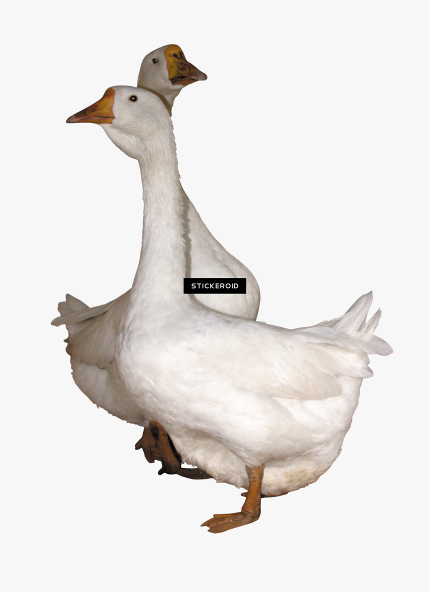 Goose Transparent Bird Side View - Gooses Png, Png Download, Free Download