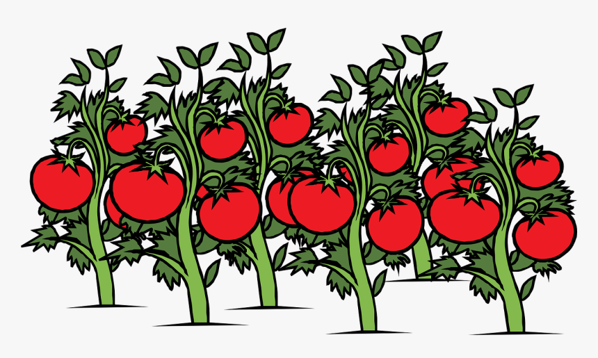 Tomato Plant Clipart, HD Png Download, Free Download