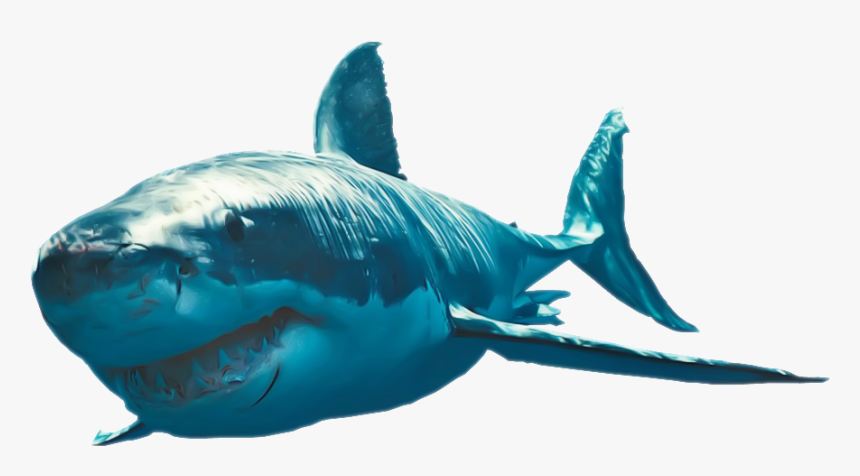 Great White Shark Photo Png Image - Great White Sharks Png, Transparent ...