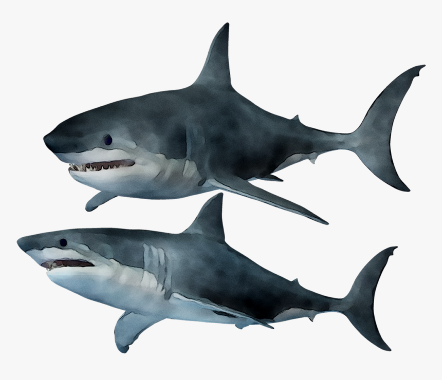 Great White Shark Tiger Shark Requiem Sharks Squaliform - Shark, HD Png Download, Free Download