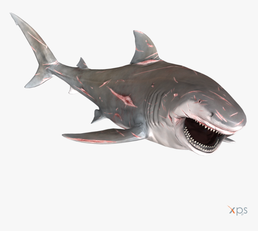 Bull Shark Png Graphic Transparent Stock - Bull Shark Depth Png, Png Download, Free Download