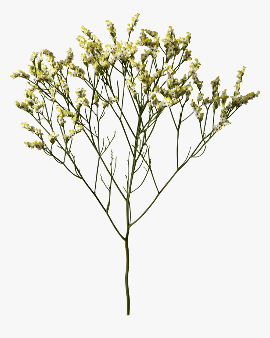 Limonium Pina Colada"
 Class= - Jacobaea Vulgaris, HD Png Download, Free Download