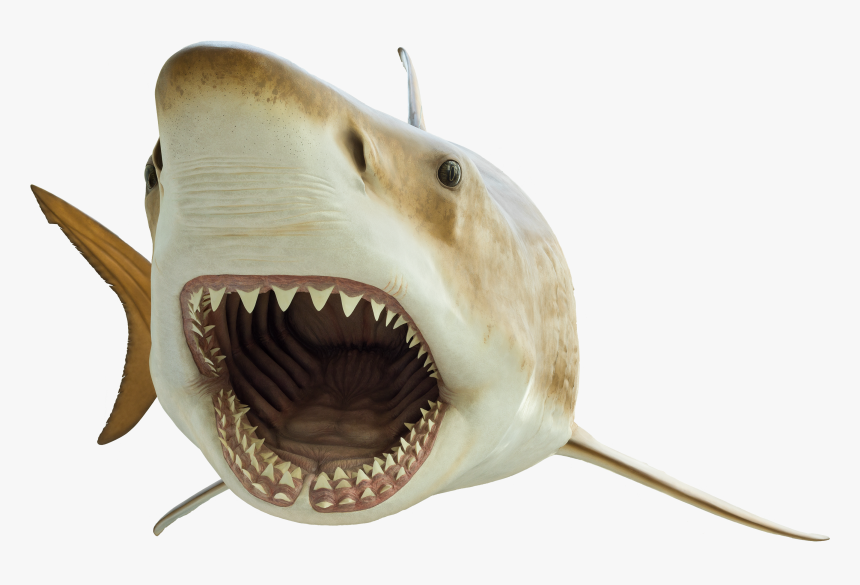 Megcutoutsmall - Megalodon Transparent, HD Png Download, Free Download