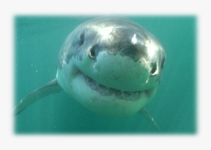 Jackson Hole Wildlife Foundation Brings Shark Biologist - Tiger Shark, HD Png Download, Free Download