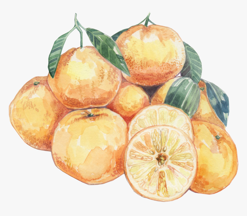 Orange , Png Download - Citrus, Transparent Png, Free Download