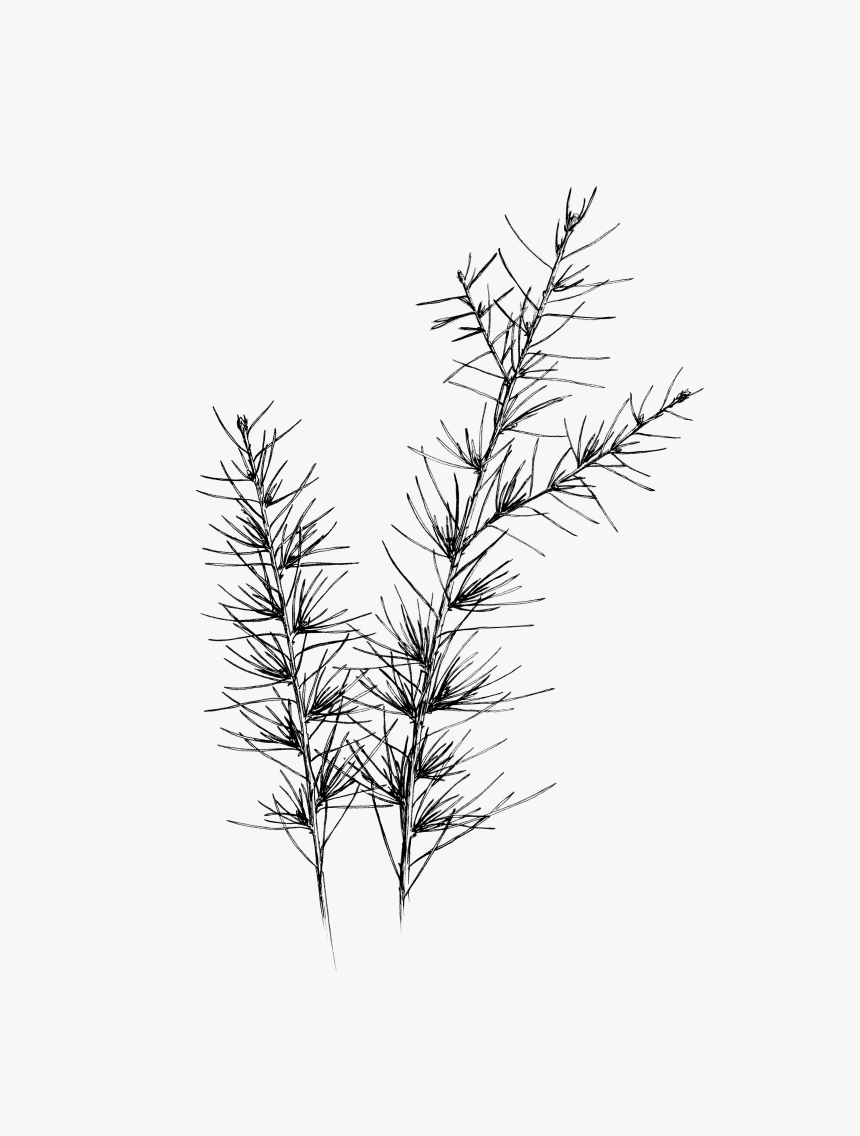 Twig Drawing Ink - Flower Branch Drawing Png, Transparent Png, Free Download