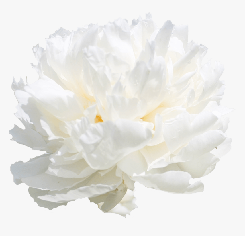 Carnation, HD Png Download, Free Download