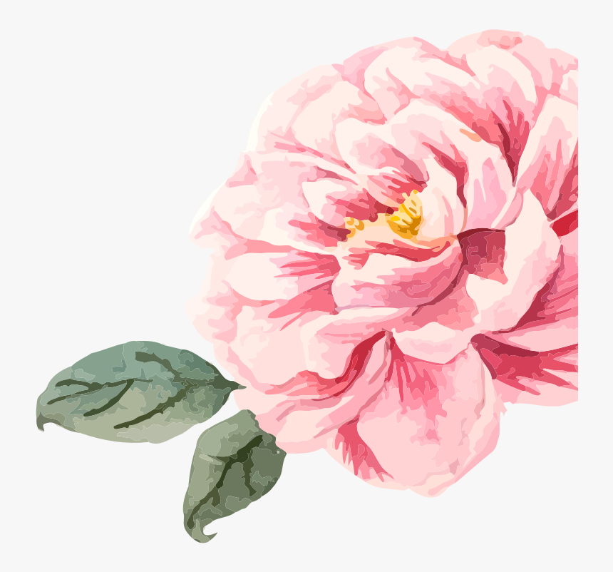 Wild-peony - Common Peony, HD Png Download, Free Download