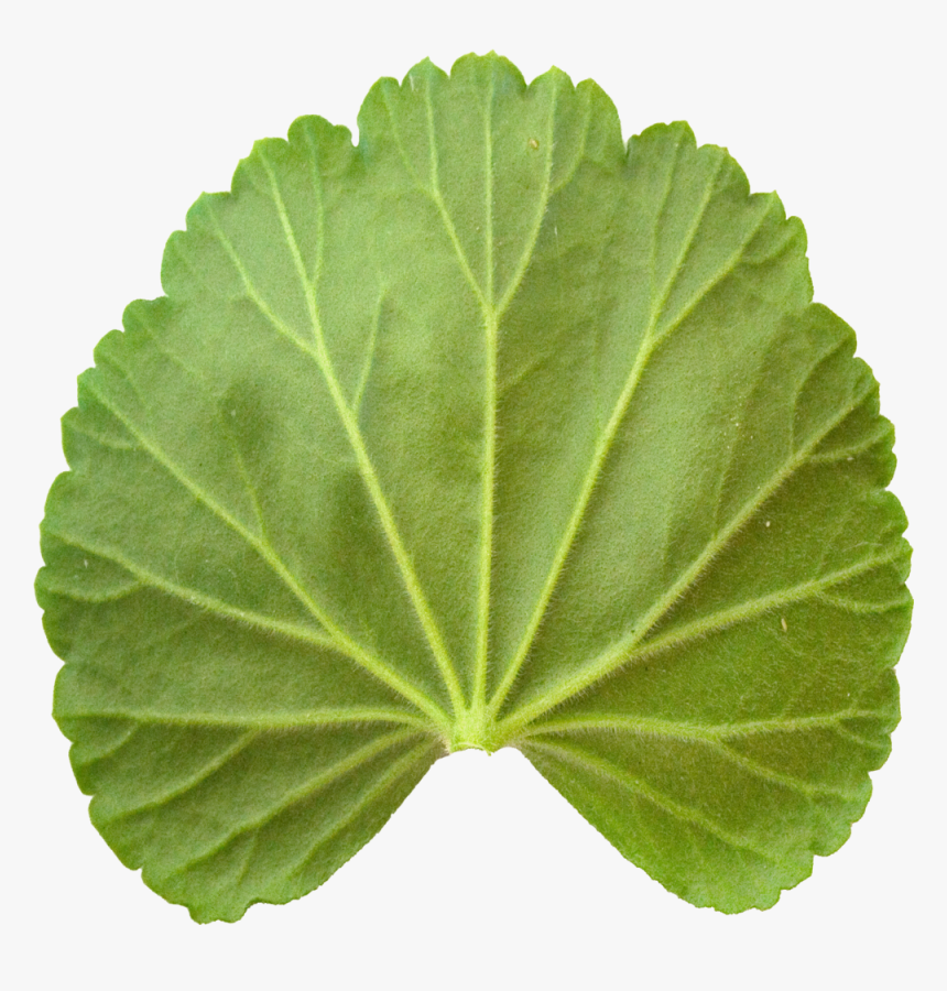 Transparent Geranium Png - Vitis, Png Download, Free Download