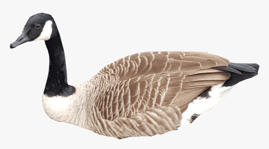 Canadian Goose Swimming No Background - Canada Goose Transparent Background, HD Png Download, Free Download