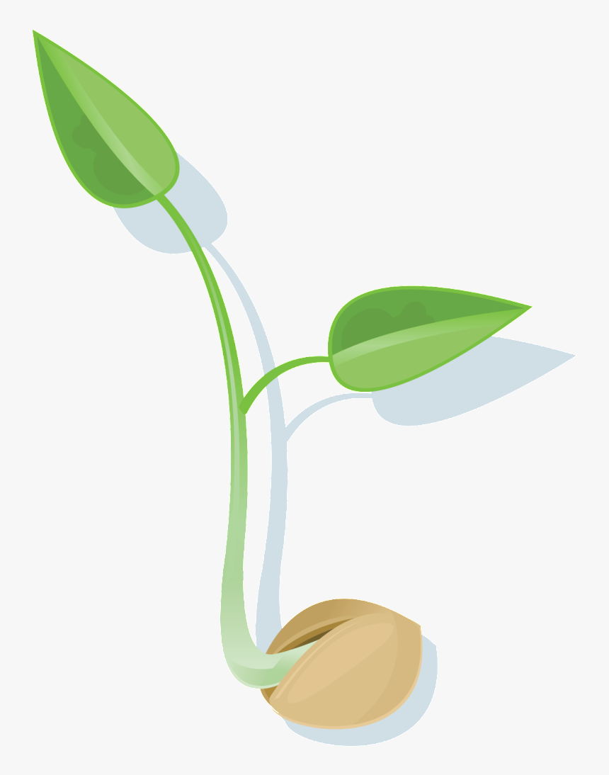 Seed Png File Seed Png Transparent Png Kindpng