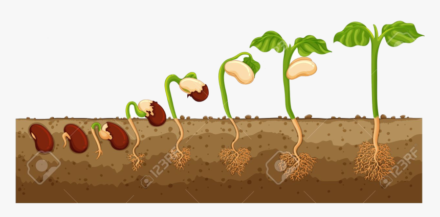 Soil Growing Into Tree Illustration Royalty Free Cliparts - Seed ...