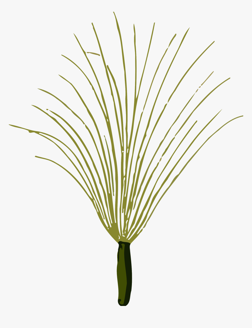 Coltsfoot Seed Clip Arts - Grass, HD Png Download, Free Download