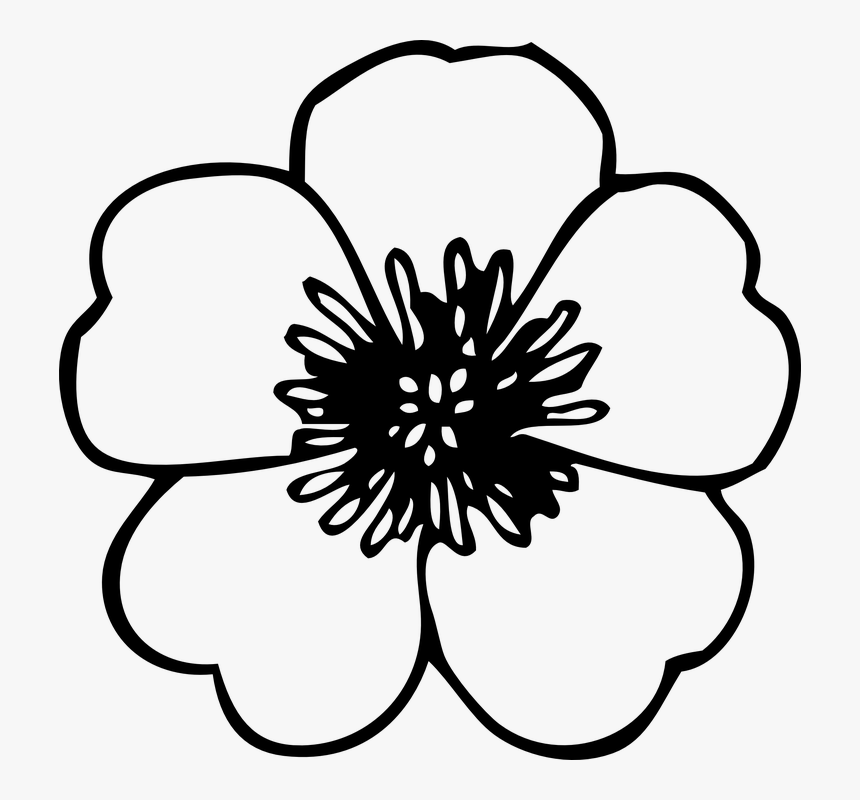 Ranuncula Clipart Flower Drawing - Line Drawing Of Flower, HD Png Download, Free Download