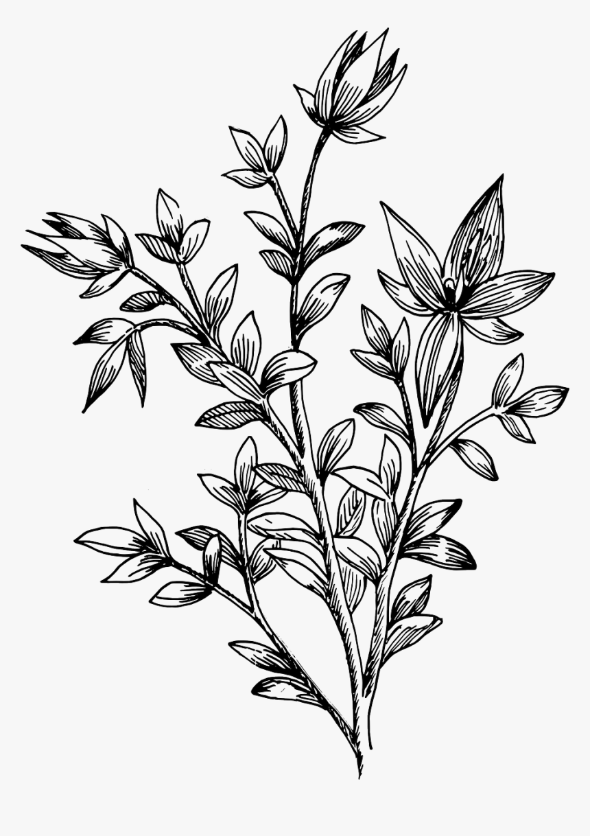 Drawing Leaf Flower - Transparent Leaf Drawing Png, Png Download, Free Download