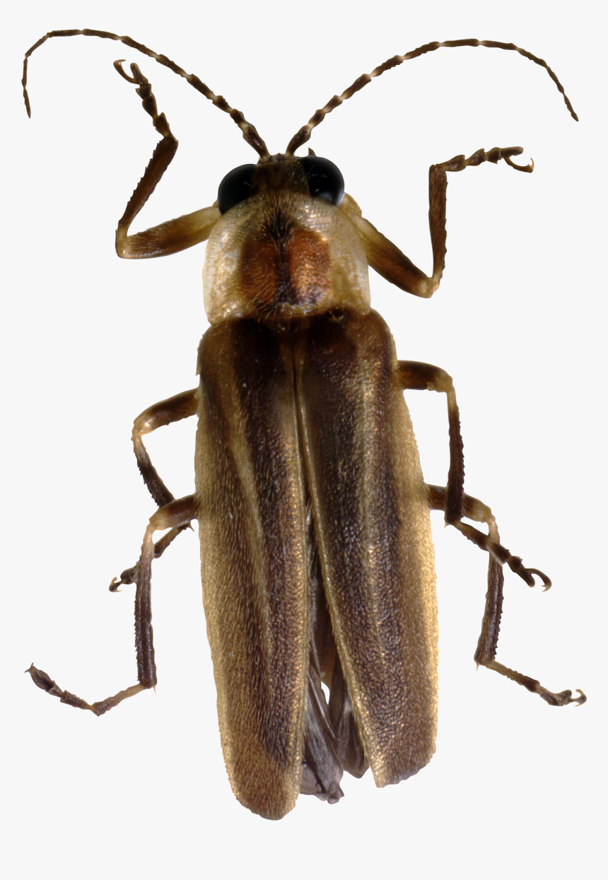 Bug Png Image - Long Do Fireflies Live, Transparent Png, Free Download