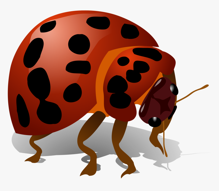 Download Beetle Bug Png - Bug Clip Art, Transparent Png, Free Download