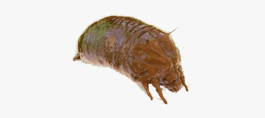 Bed Bug Png Free Pic - Southern Comma, Transparent Png, Free Download