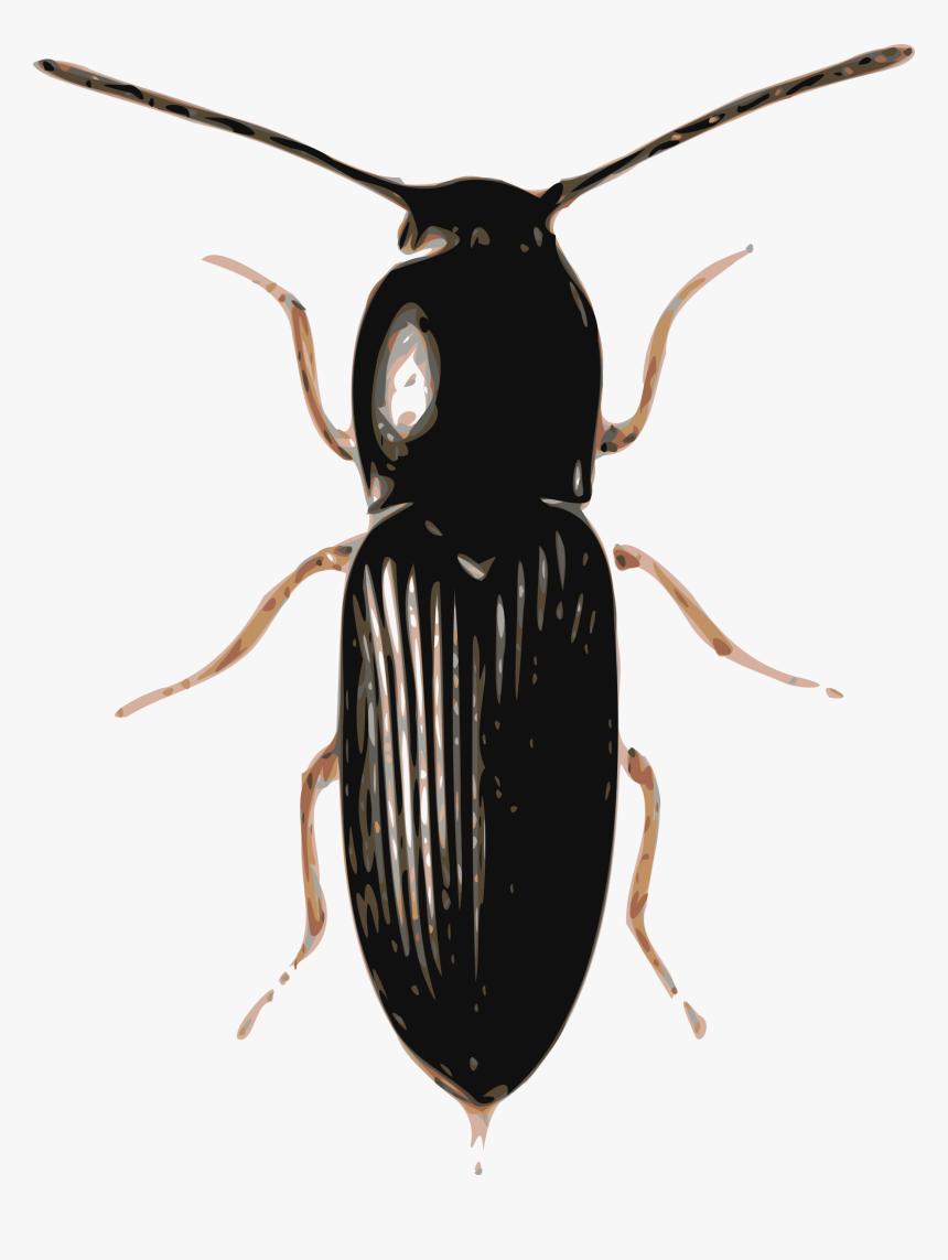 Beetles Png, Transparent Png, Free Download