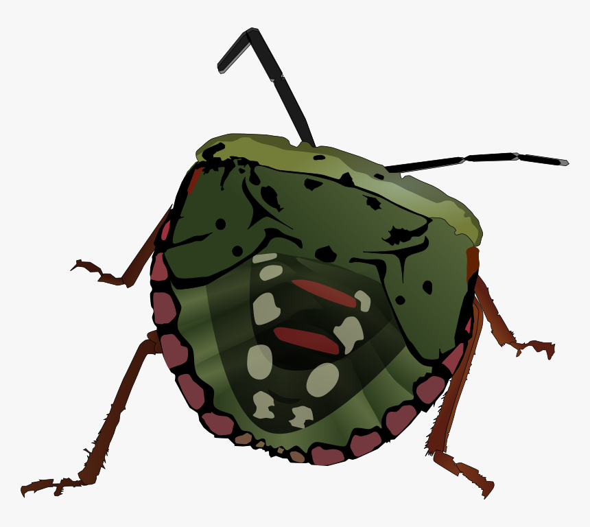 Stink Bug Svg Clip Arts - Bug Clip Art, HD Png Download, Free Download