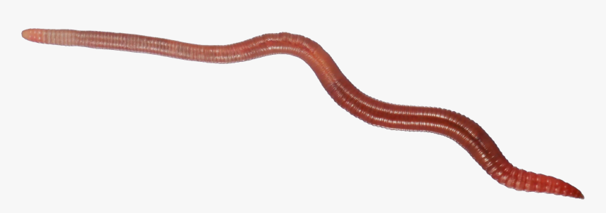 Earthworm Worm Png - Earthworm Png, Transparent Png, Free Download