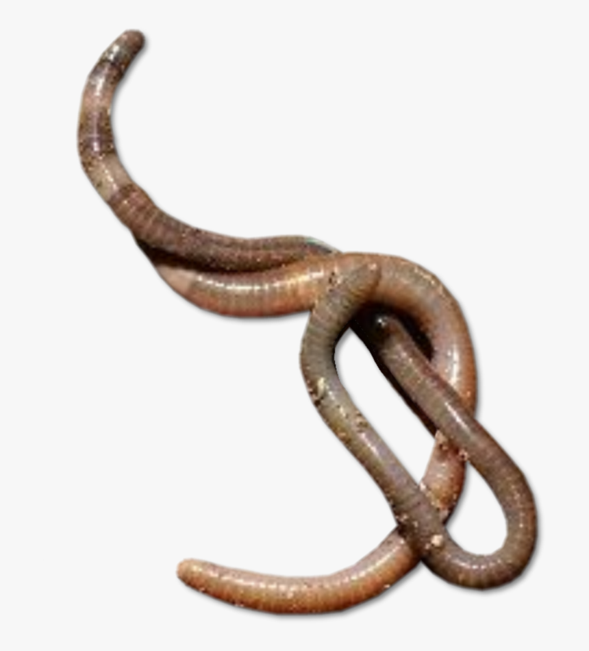 Earthworm Worm Png - Worms Png Transparent, Png Download, Free Download