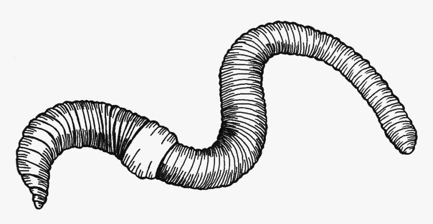 Collection Of Free Worm Drawing Download On Ui Ex - Earthworm Black And