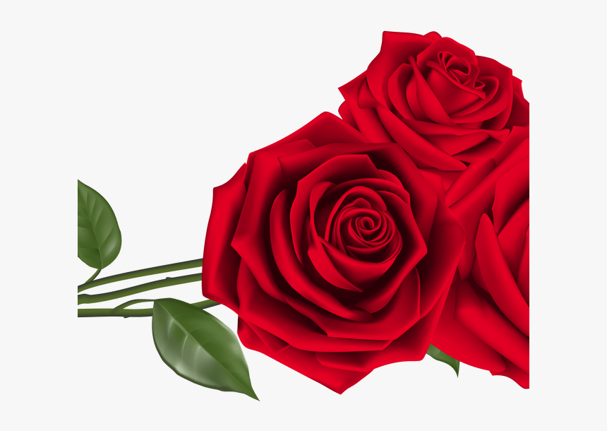 Red Rose Clipart Top View - Red Roses Png, Transparent Png, Free Download