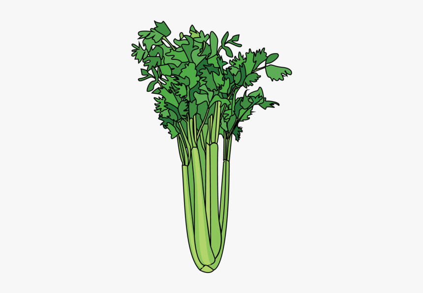 Cruciferous Vegetables, HD Png Download, Free Download