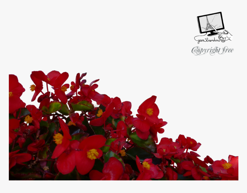 Red Flower Png - Red Flowers Png Transparent, Png Download, Free Download