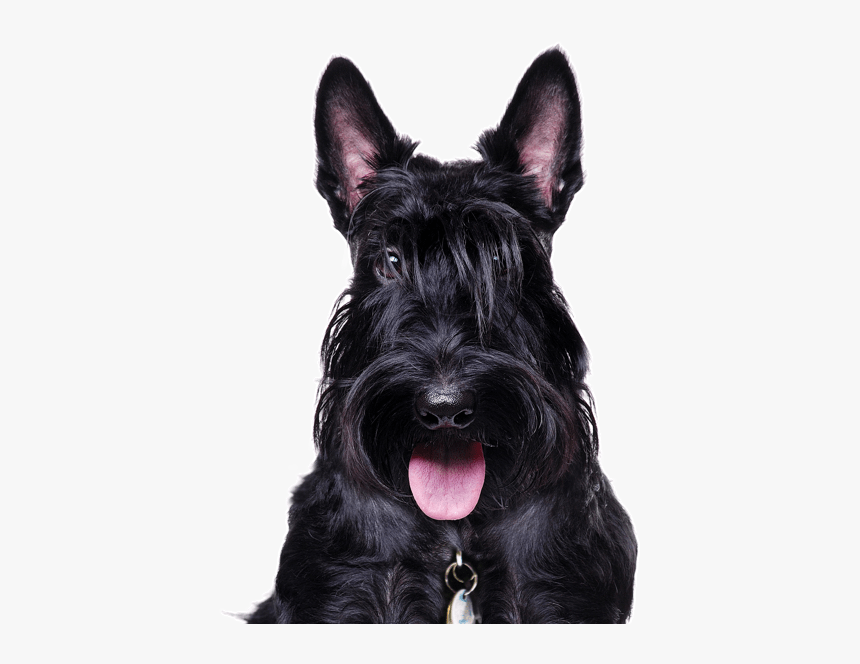 Scottish Terrier Png - Scottish Schnauzer, Transparent Png, Free Download