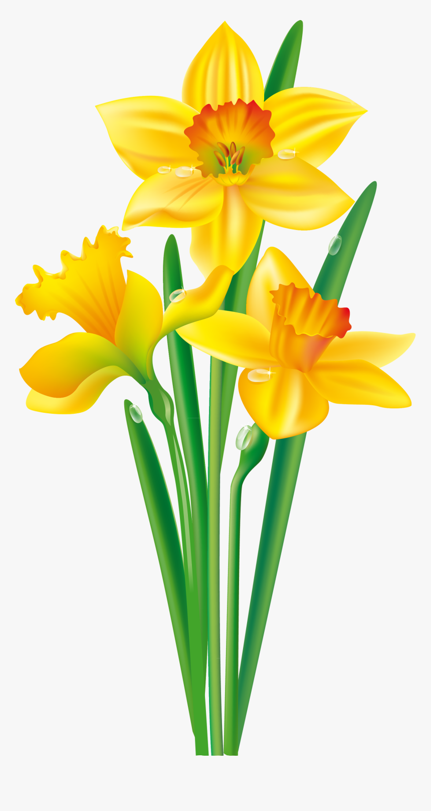 Flower Daffodil Bulb Clip Art - Clip Art Daffodil, HD Png Download ...