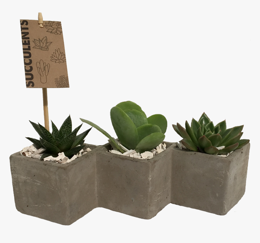 Succulents Png, Transparent Png, Free Download