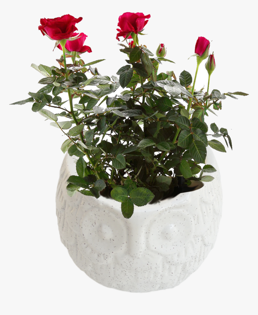 Flowerpot, HD Png Download, Free Download