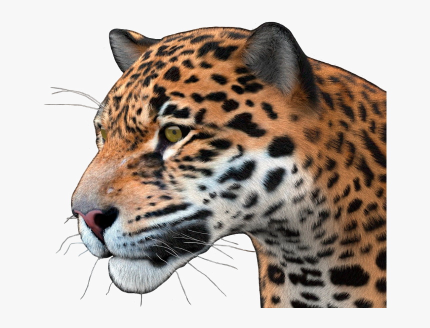 Jaguar Png - 3d Model Poser Jaguar, Transparent Png, Free Download