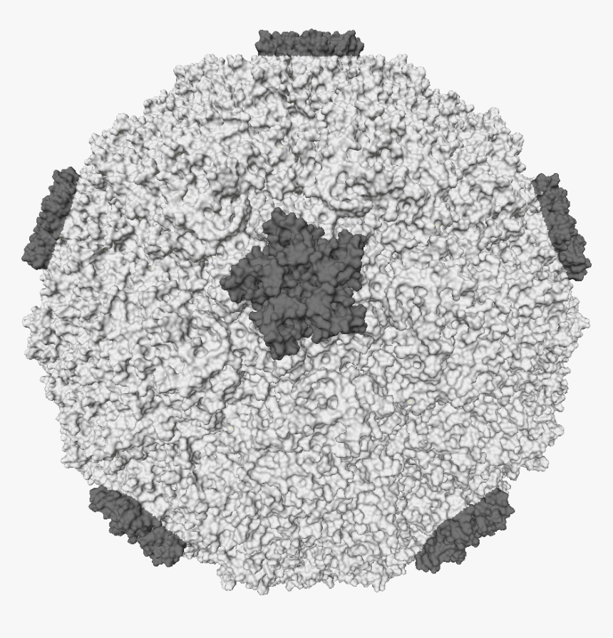 File - Rhinovirus - Rhino Virus, HD Png Download, Free Download