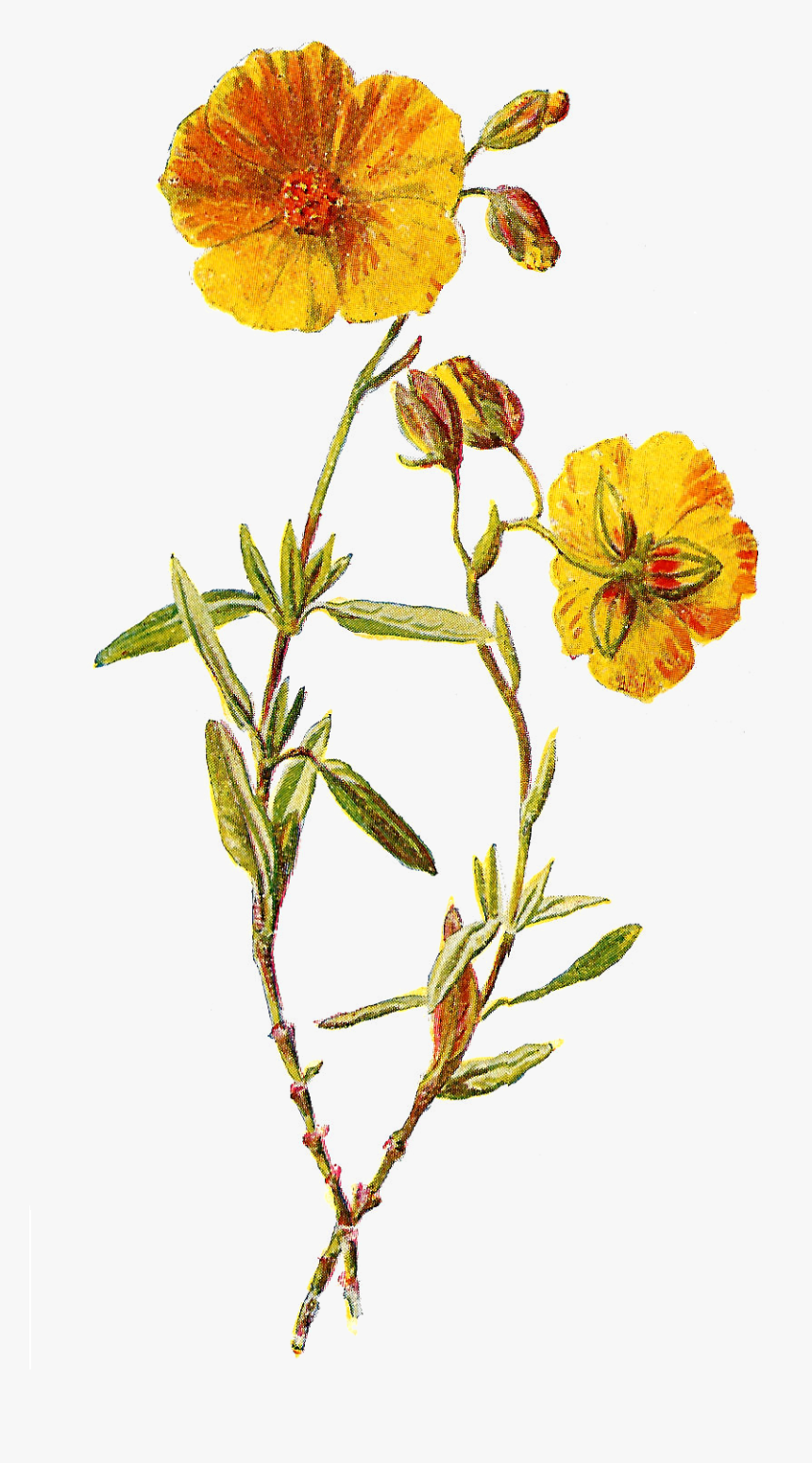 Rock-rose - Wildflower Png, Transparent Png, Free Download