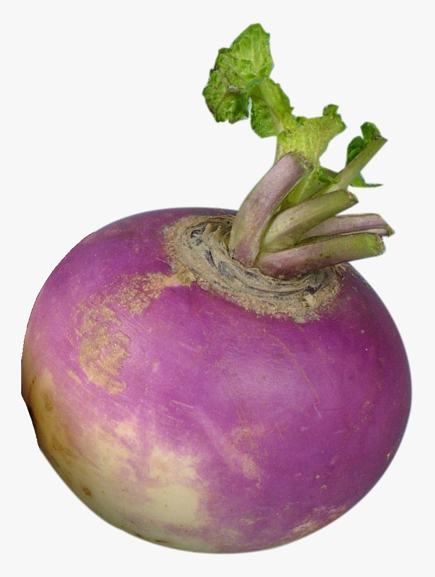 Turnip Png, Transparent Png, Free Download