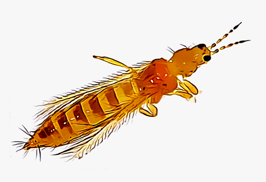 Flower Thrips, HD Png Download, Free Download