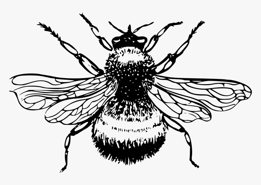 Bumblebee, Bumble, Bee, Insect, Wings, Stinger - Bumble Bee Drawing Png, Transparent Png, Free Download