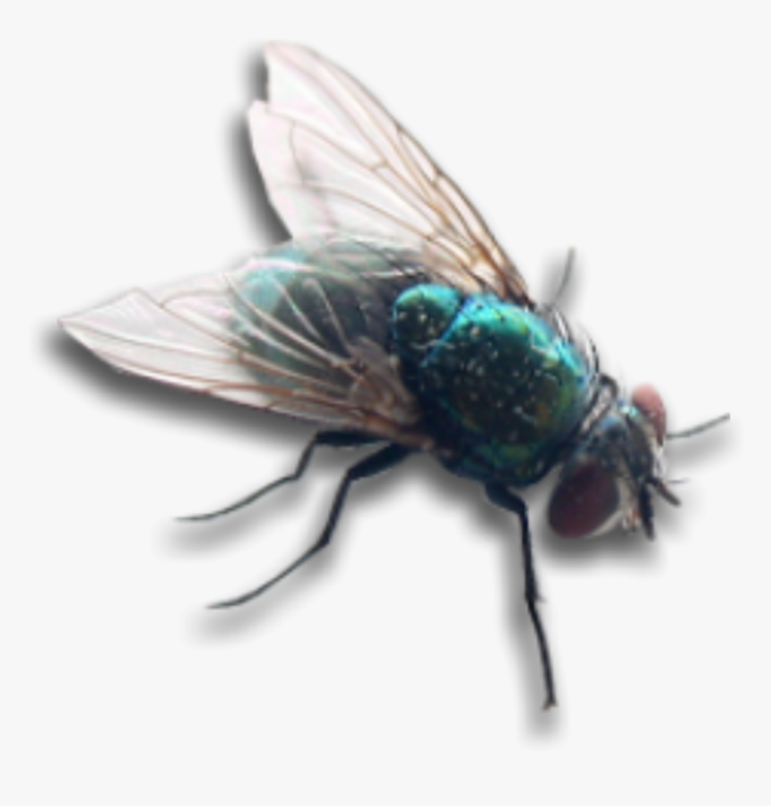 Housefly Fly Bug Insect Wings Overlay Decoration Decal - Fly Png, Transparent Png, Free Download